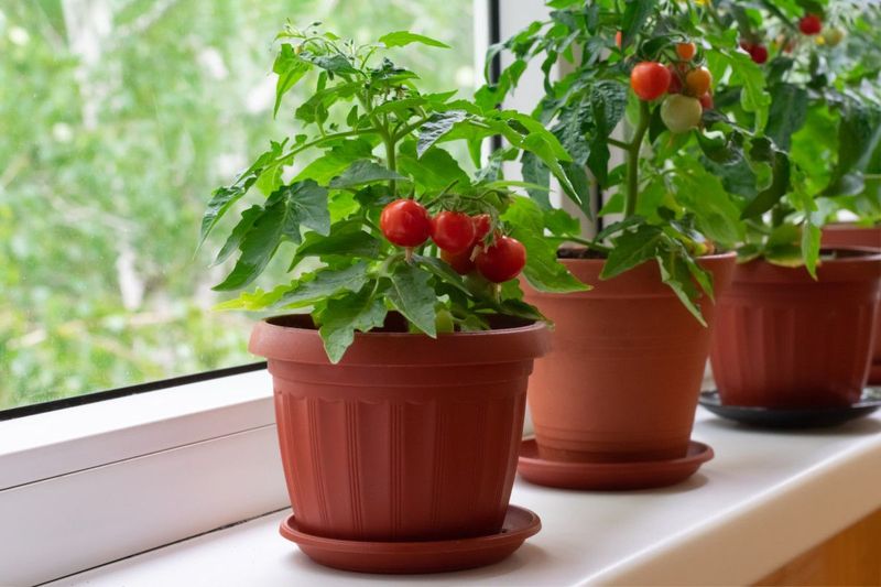 Indoor Winter Growing Versus Traditional Summer Gardening