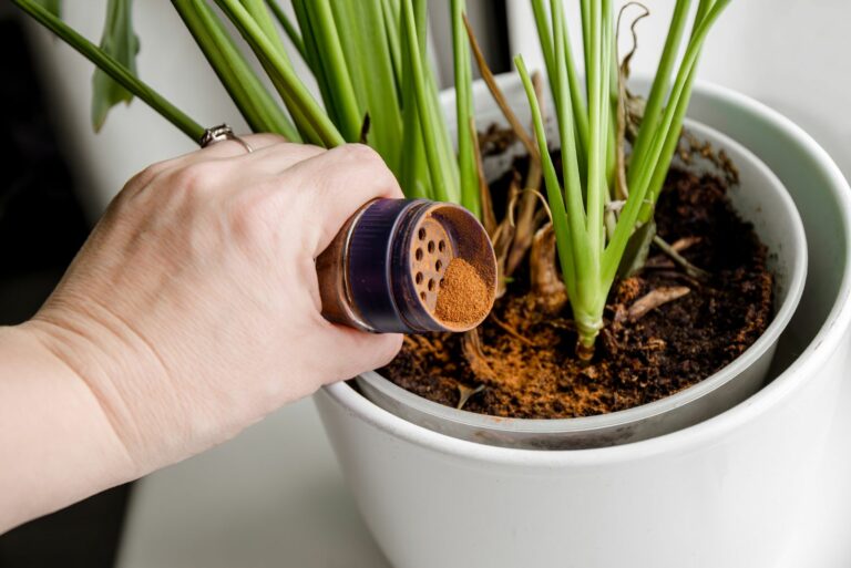 adding cinnamon to plant