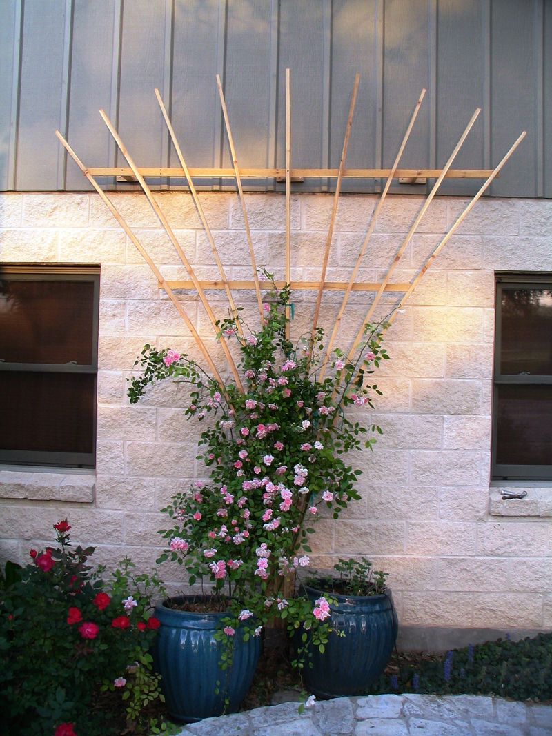 Fan-Shaped Trellises