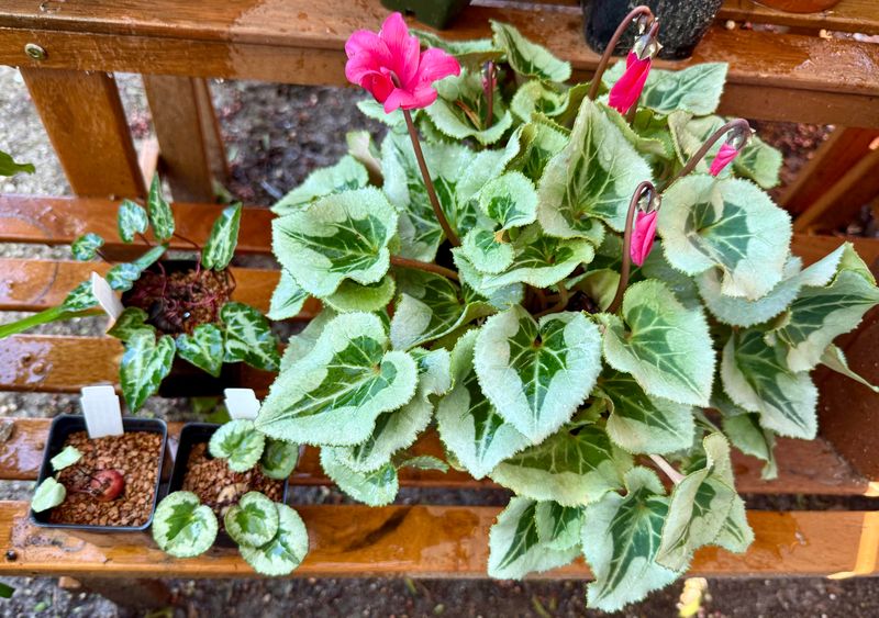 Temporary Stress After Moving The Plant Indoors