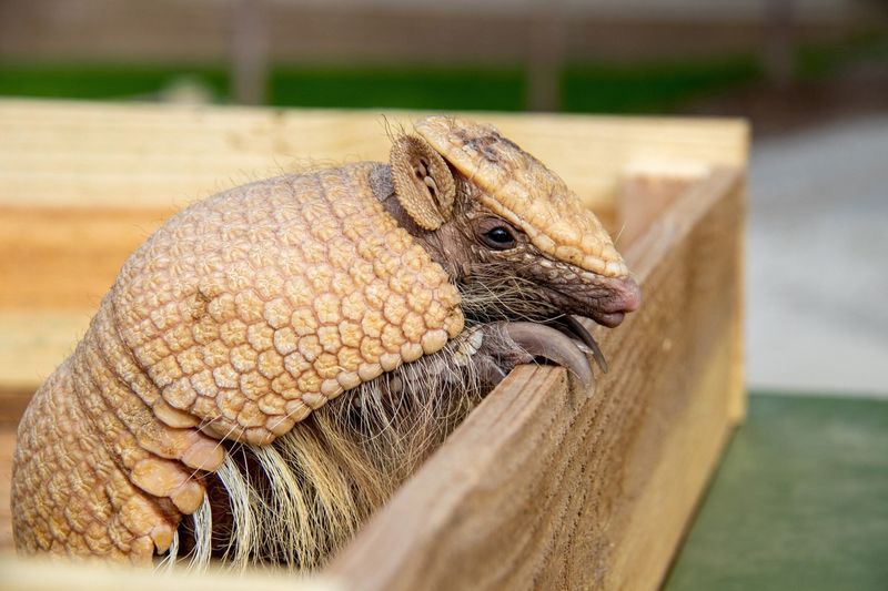 Understand Why Armadillos Choose Your Yard