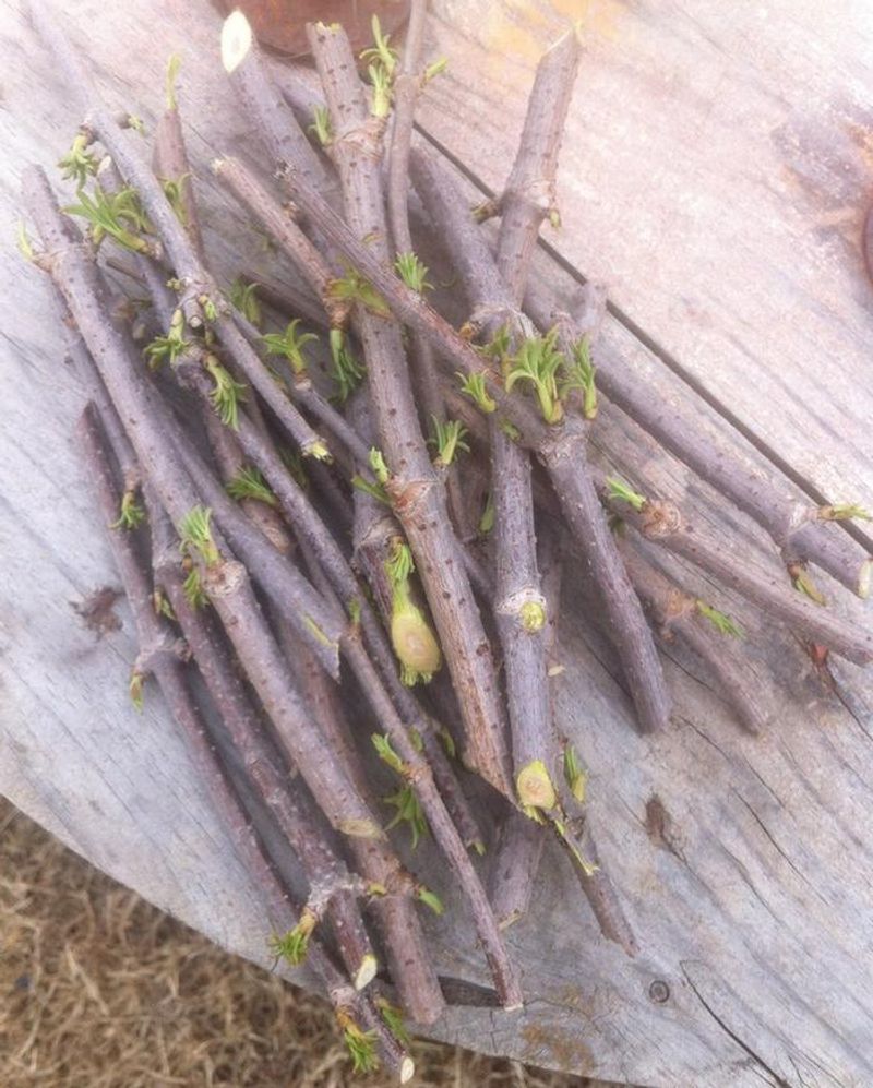 Selecting And Preparing Healthy Cutting Material