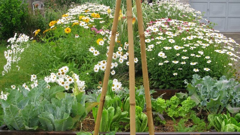 Front Yard Vegetable Gardens In HOA-Controlled Neighborhoods