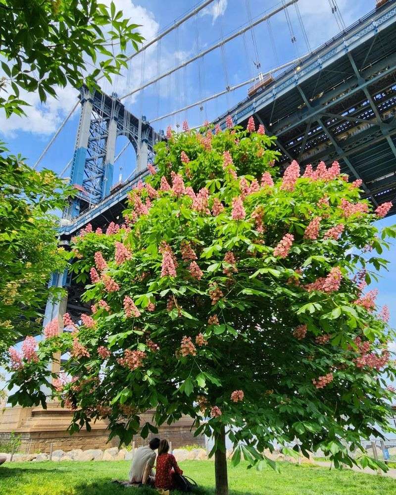 Horse Chestnut (Aesculus Hippocastanum)