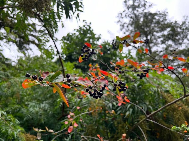 Black Chokeberry (Aronia Melanocarpa)