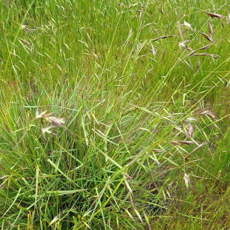 California Oatgrass