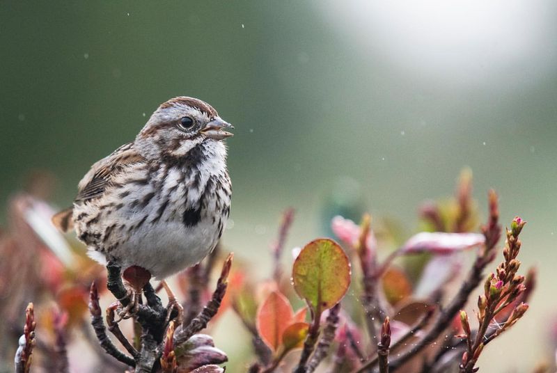 Song Sparrow
