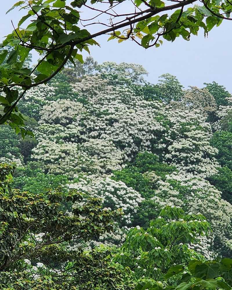 Tung Tree (Aleurites Fordii)