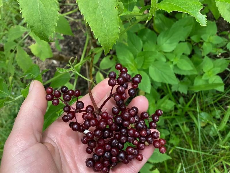 Elderberry