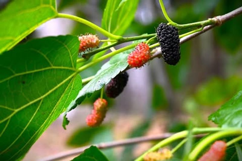 Mulberry Tree