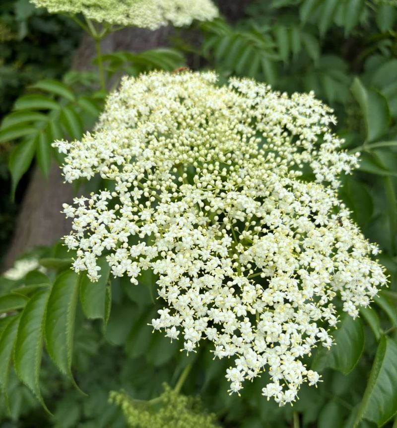 Common Elderberry
