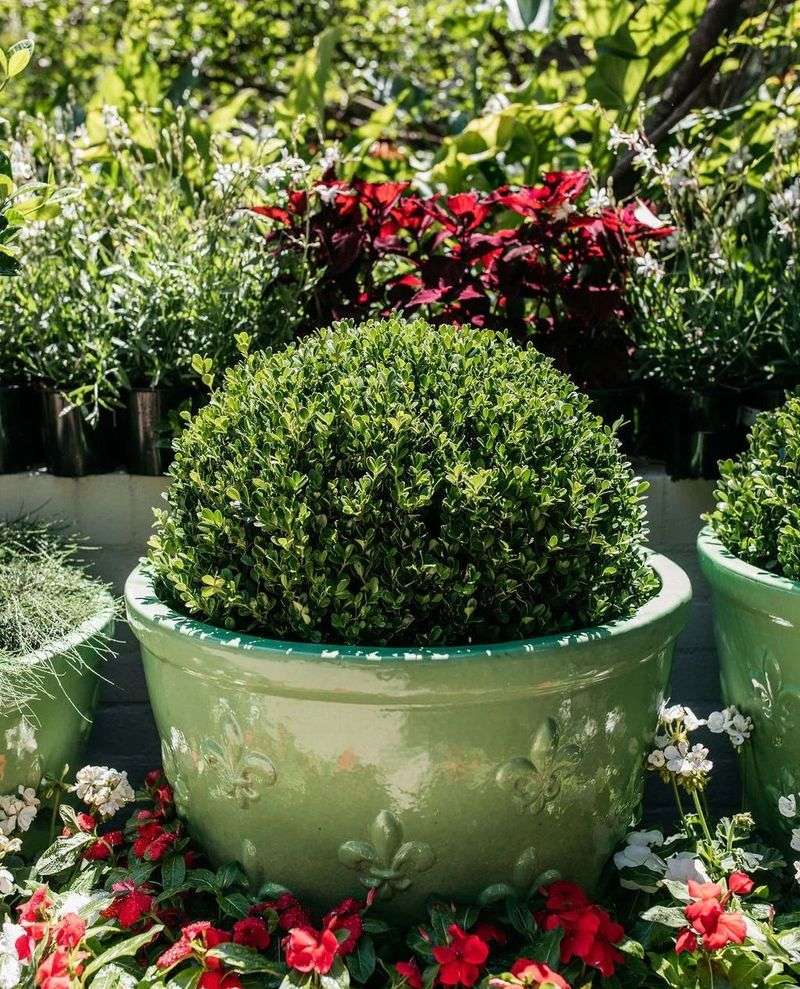 Boxwood Clippings