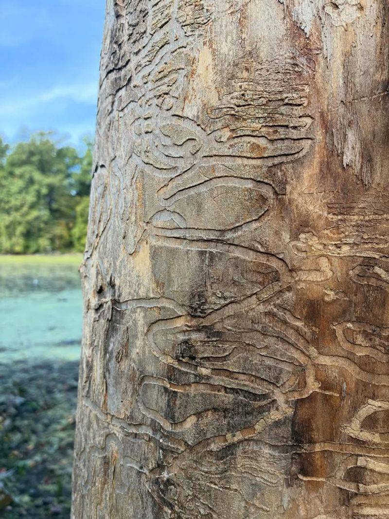 Ash Trees (When Infested with Emerald Ash Borer)