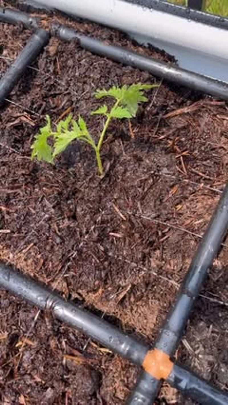 Installing Irrigation Systems Before Spring