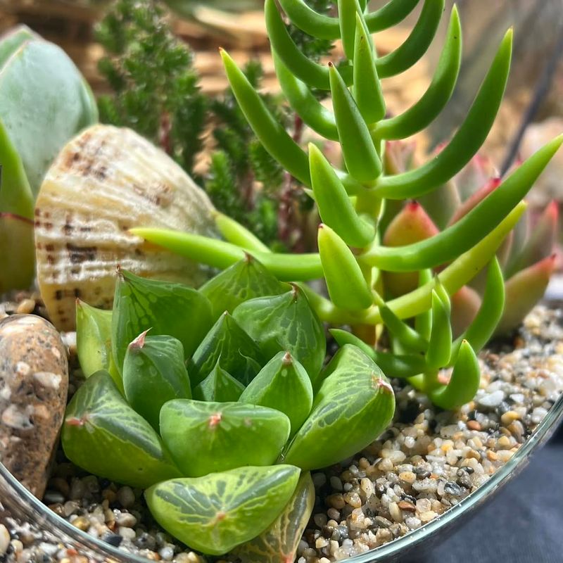 Increase Air Circulation Around Your Collection