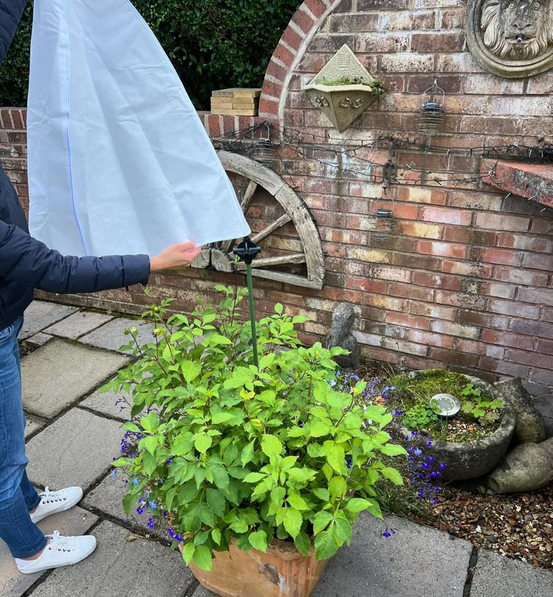 Protect Plants From Temperature Extremes