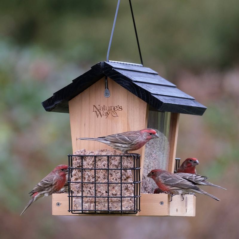 Offer Variety In Bird Feeders