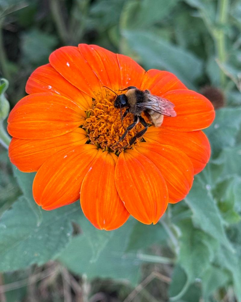 Plant Flowers That Bloom Across All Seasons