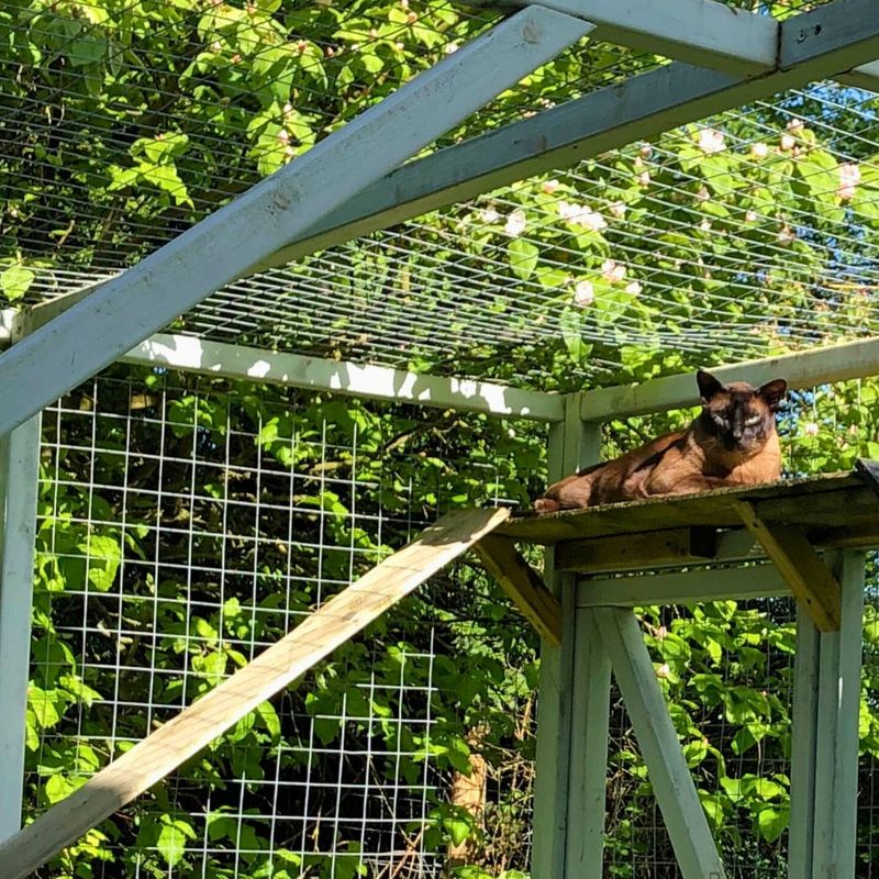 Keep Cats Indoors Or Supervised