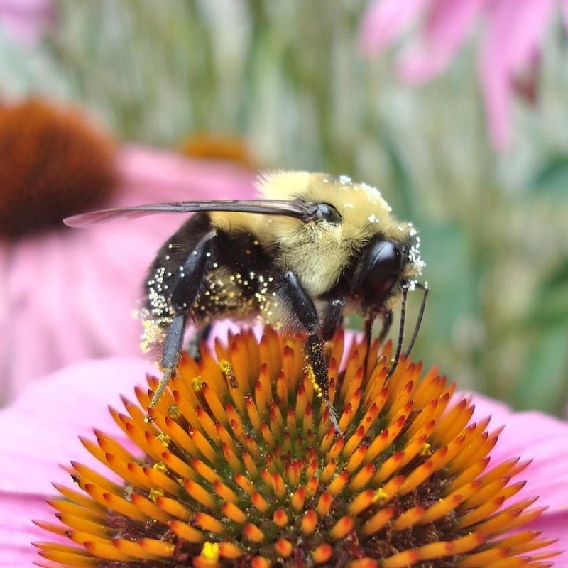 Support Local Conservation Groups