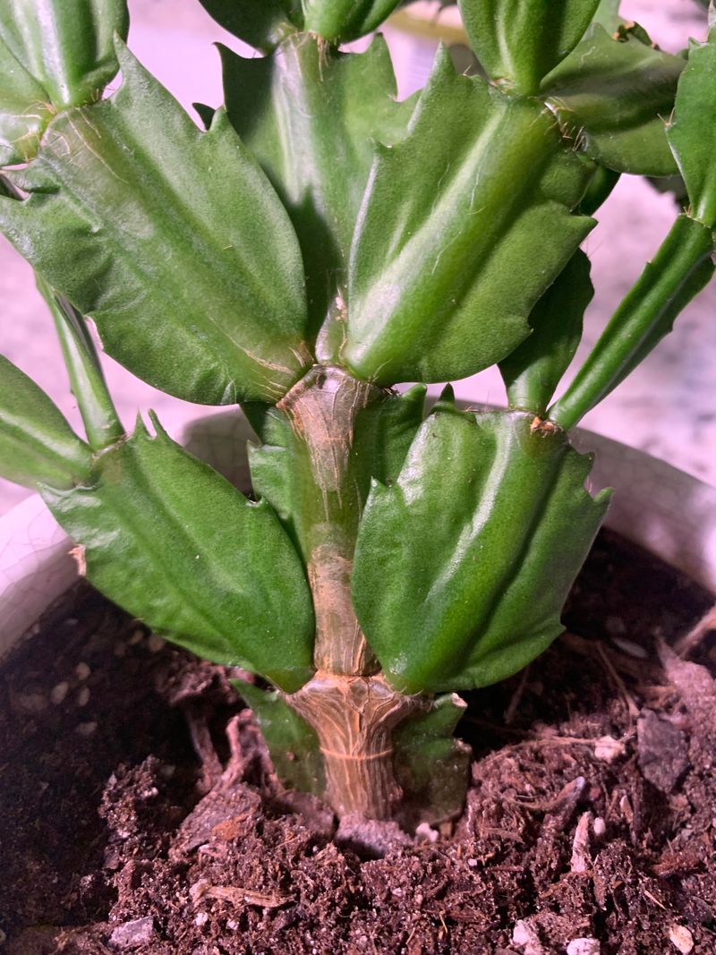 Monitor For Signs Of Watering Problems