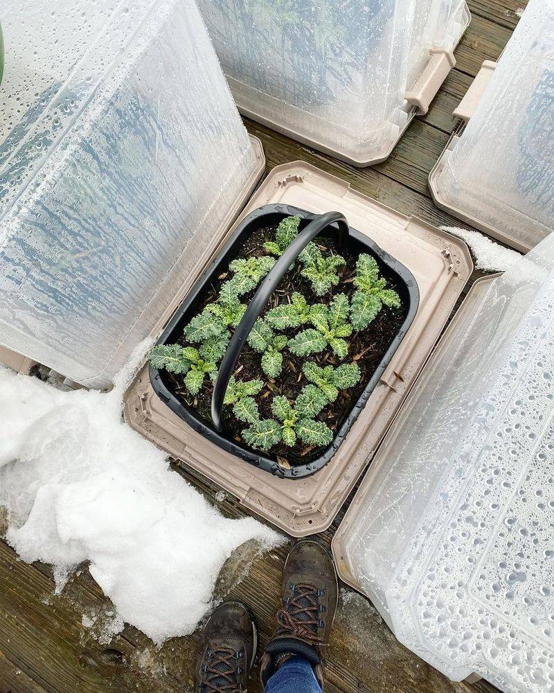 Construct Simple Cold Frames For Extra Protection