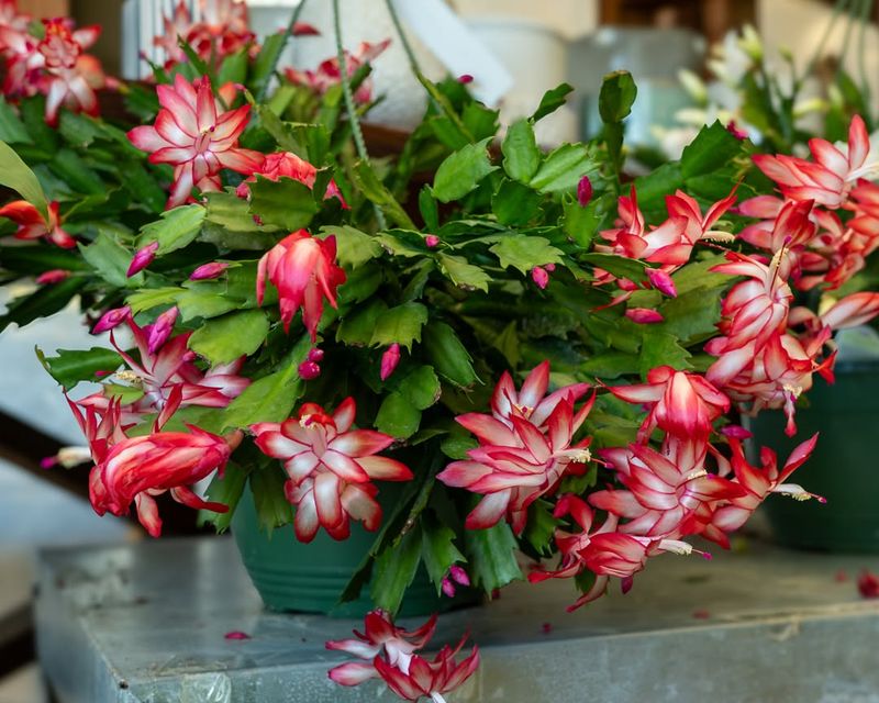 Increase Watering Slightly During Active Blooming And Growth Seasons