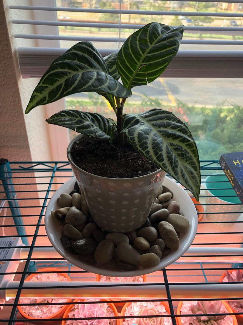 Improve Drainage With Proper Pot Selection