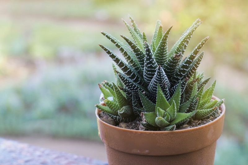 Choose Compact Succulent Varieties That Tolerate Lower Light