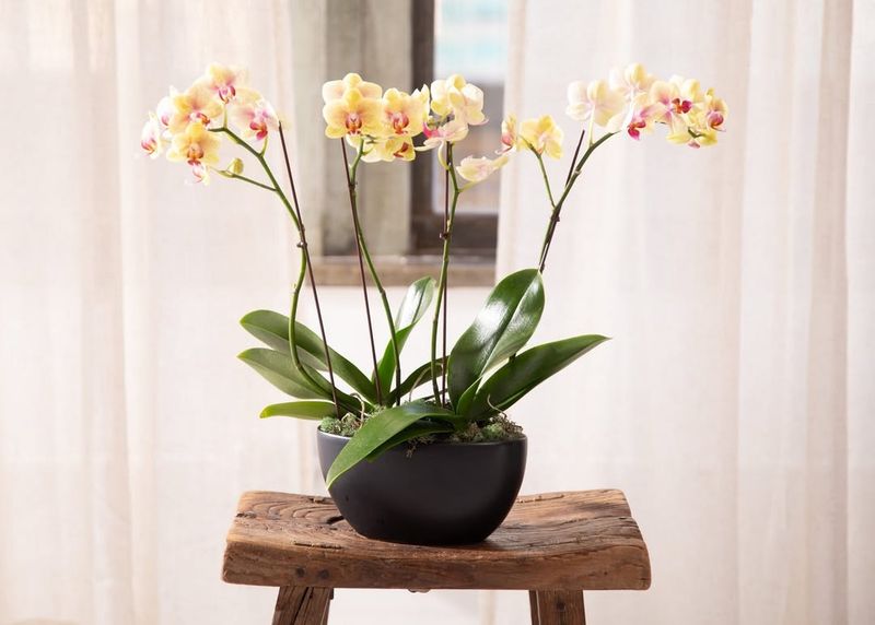 Temperature Swings Between Day And Night Stress Plant Systems