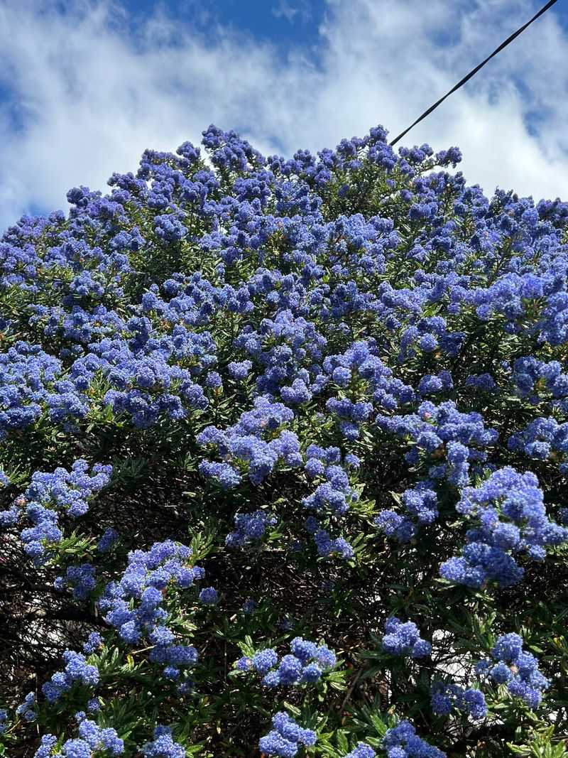 California Lilac: Fragrant Evergreen Beauty