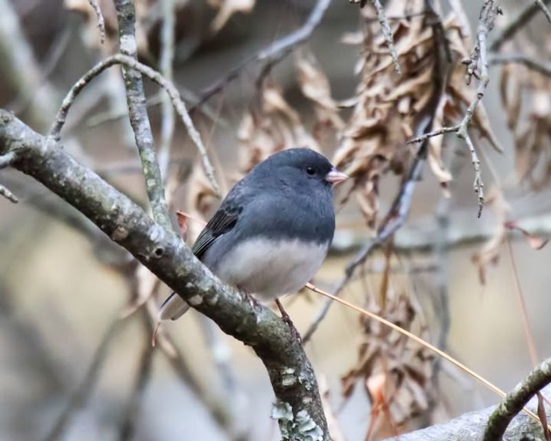 Genetic Programming Passed Through Generations