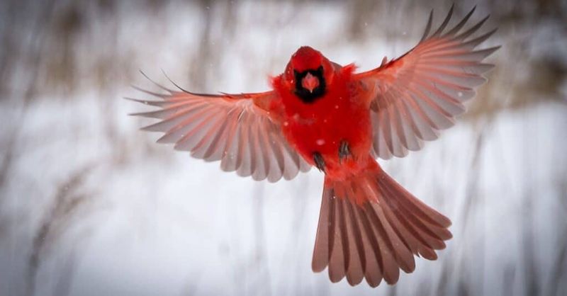 Climate Patterns Keeping Cardinals In Northern Ranges