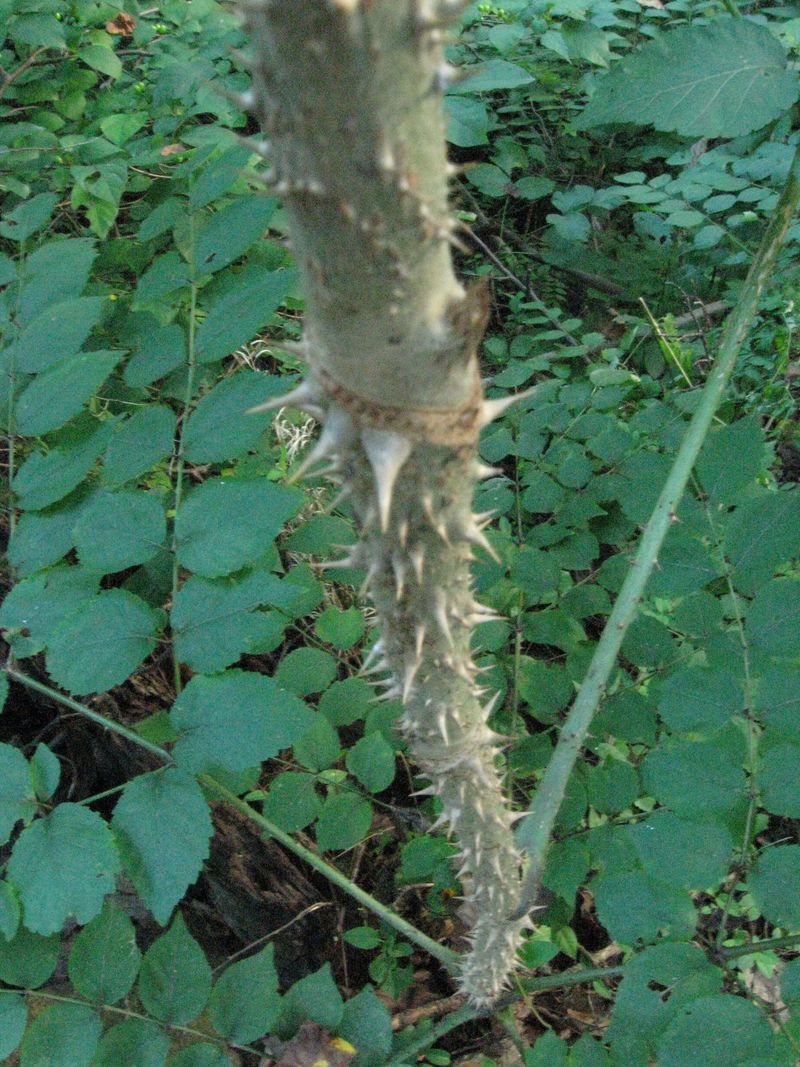 Strong Regrowth After Cutting Or Damage