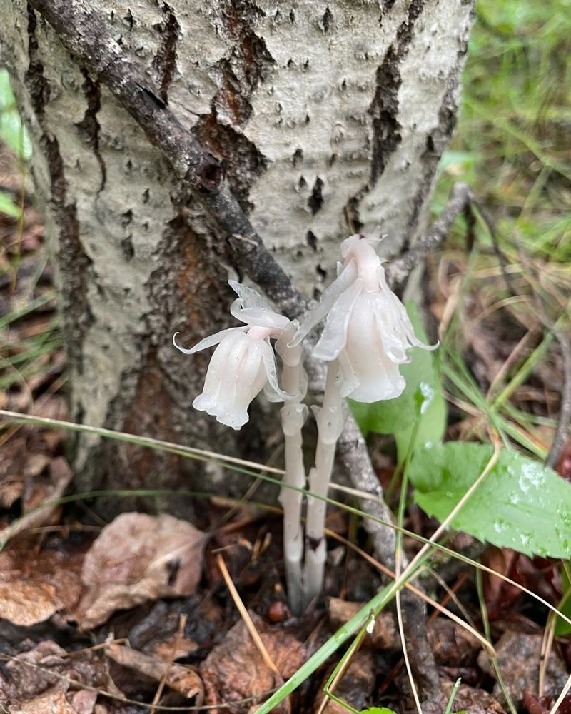 Growing Interest In Foraging And Botany Has Trained More Eyes To Spot Them