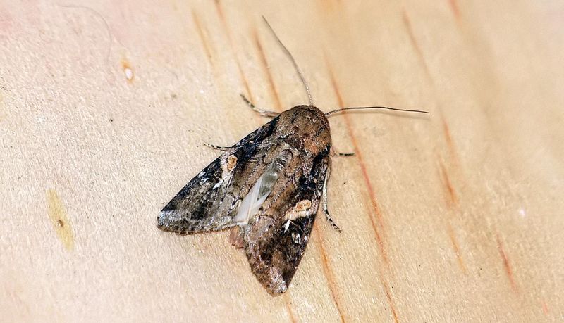 Higher Survival Rates for Overwintering Adults