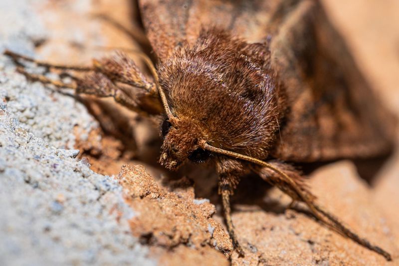 Earlier Spring Warmth Triggers Premature Moth Emergence