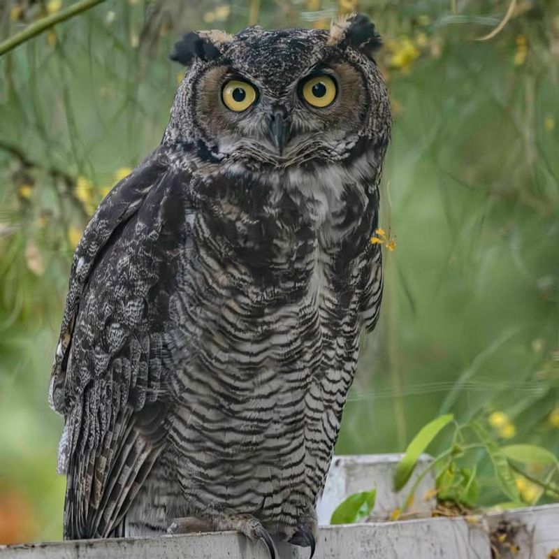 Frozen Lakes And Rivers Push Owls To New Areas
