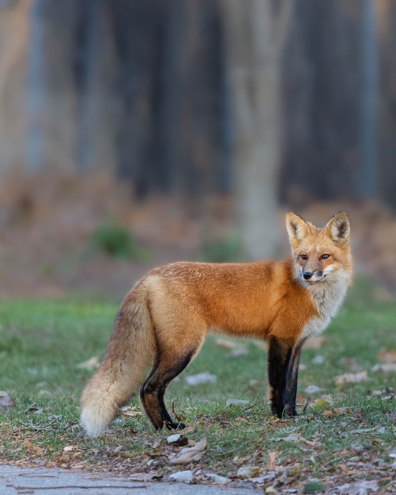 Breeding Season Increases Fox Movement And Visibility
