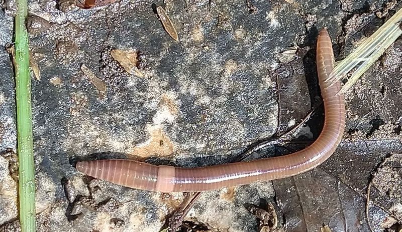 Increased Earthworm Populations