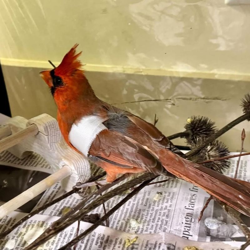 Reduced Migration Patterns Keep Cardinals Local