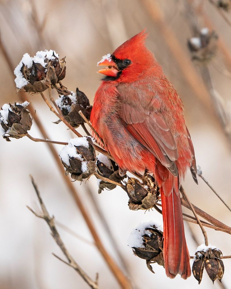 Increased Daylight Hours Boost Feeding Activity