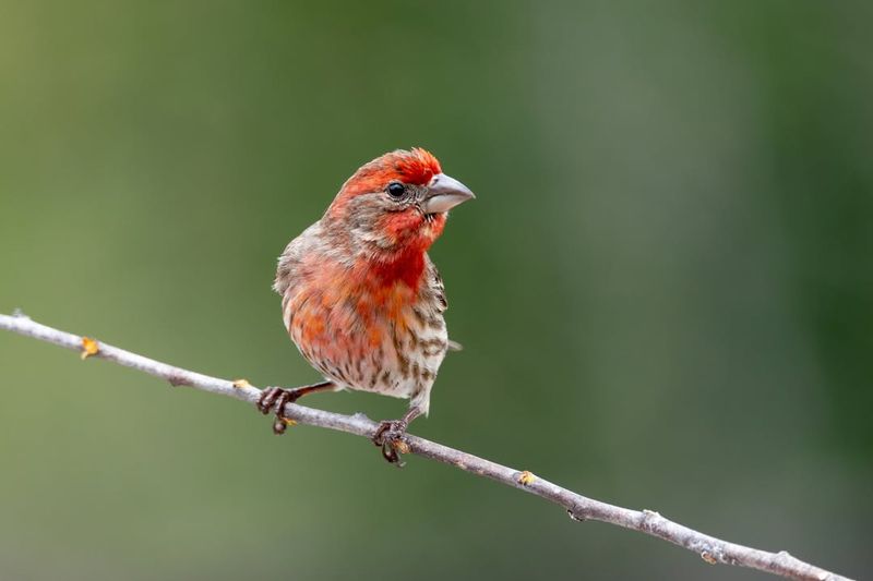 Better Water Sources Available