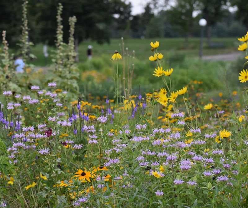 Year-Round Visual Interest And Beauty