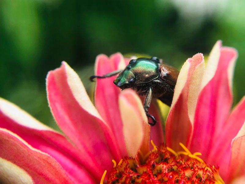 Urban Heat Islands Extended Activity Periods