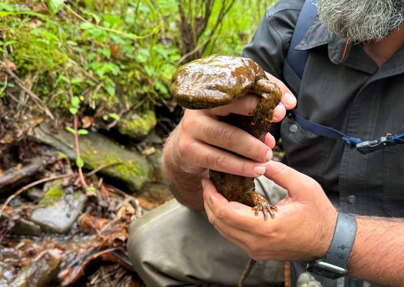 Nearby Woods And Streams Increase Garden Visits