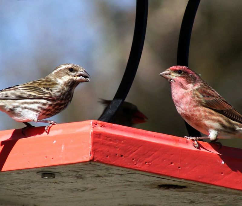 Social Learning And Flock Communication