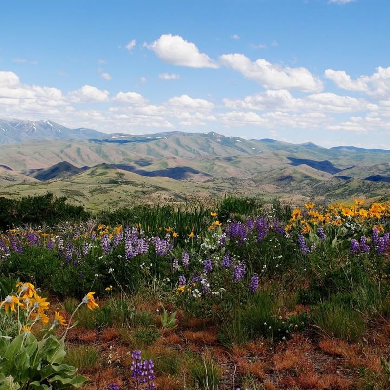 Celebrates Regional Identity