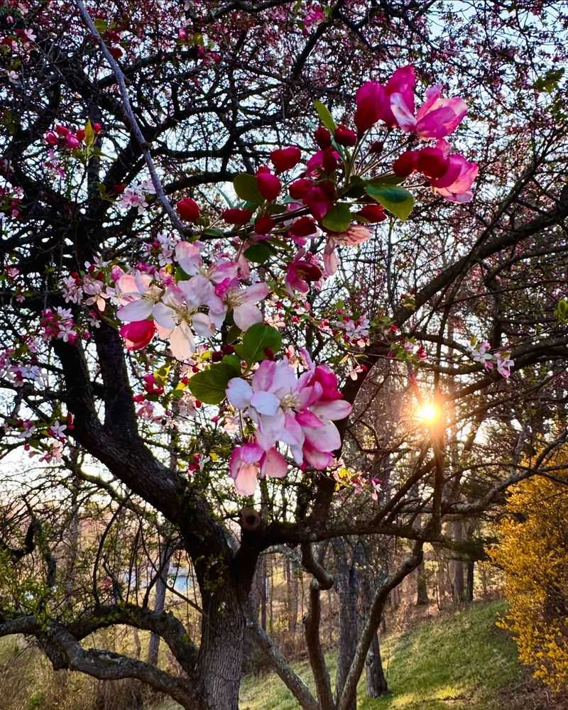 Avoids Stimulating Tender Growth Too Early