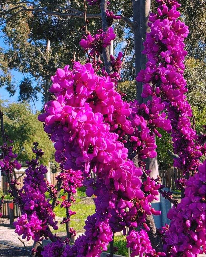 Planting One Small Ornamental Tree